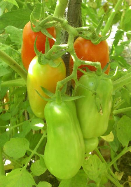 Name:  san_marzano.jpg
Views: 1350
Size:  39.5 KB