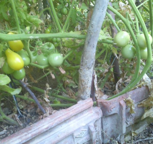 Name:  sari_domates.jpg
Views: 1443
Size:  56.4 KB