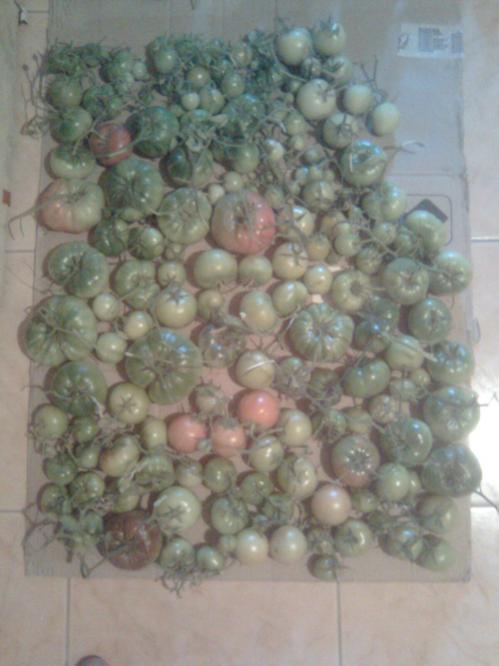 Name:  domates-gok.jpg
Views: 1938
Size:  39.2 KB