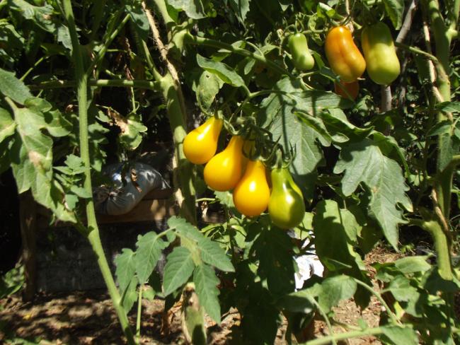 Name:  sari-ampul-san-marzano.jpg
Views: 1491
Size:  69.7 KB