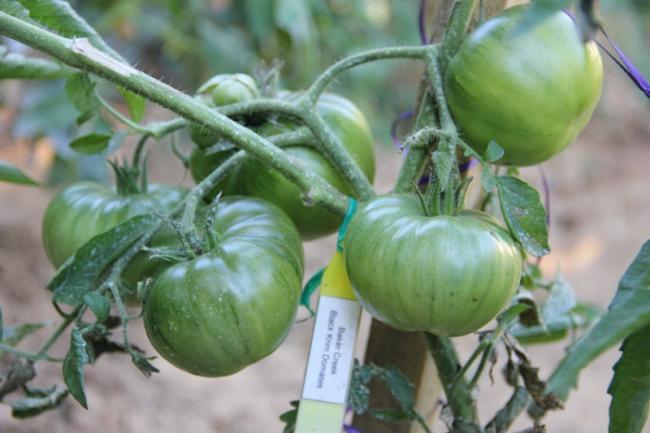 Name:  Black Krim.jpg
Views: 1802
Size:  38.9 KB