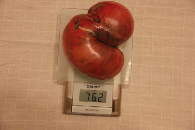 Name:  Cherokee Purple.jpg
Views: 1976
Size:  26.0 KB