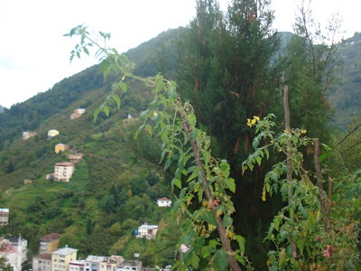 Name:  DSC03813.jpg
Views: 1320
Size:  66.9 KB