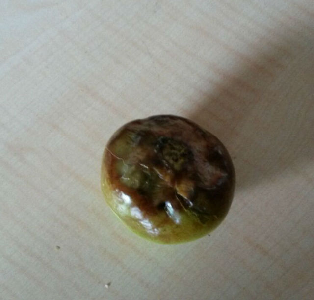 Name:  tomates.jpg
Views: 3073
Size:  43.4 KB