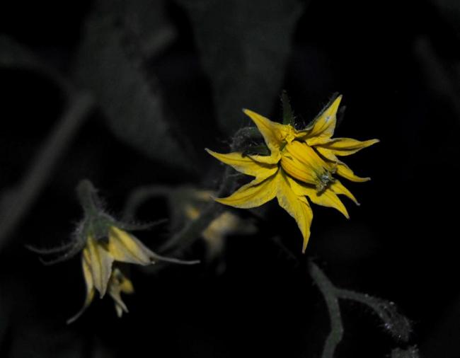 Name:  DSC_1236.jpg
Views: 979
Size:  19.8 KB