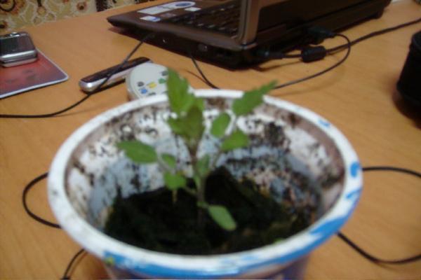 Name:  sahibinden_S7302029.jpg
Views: 1660
Size:  28.2 KB