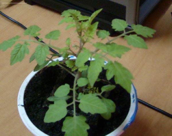 Name:  sahibinden_mikrop domat 1.jpg
Views: 1554
Size:  31.8 KB
