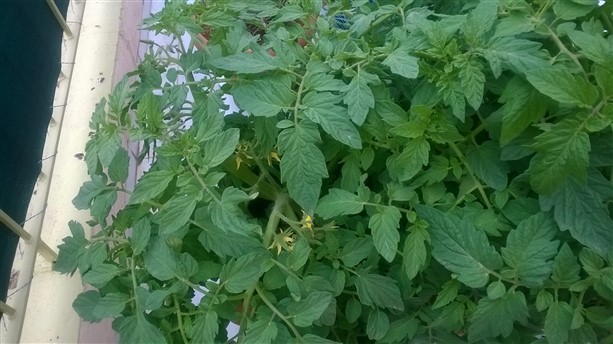 Name:  WP_20160426_002 (613 x 344).jpg
Views: 1232
Size:  69.7 KB
