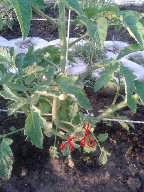 Name:  20160622_193647.jpg
Views: 1501
Size:  60.7 KB