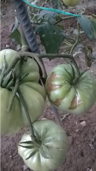 Name:  domates sorun1 12.08.2016.jpg
Views: 1579
Size:  64.1 KB