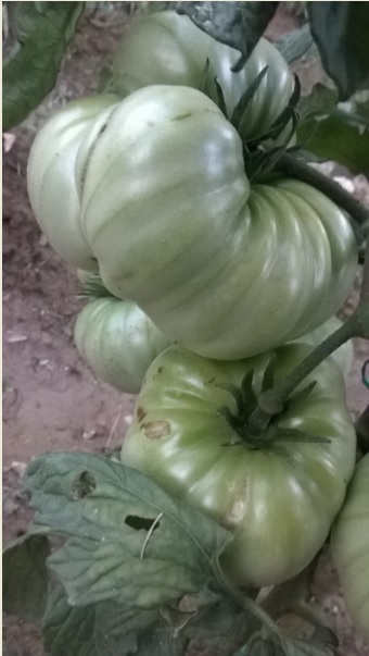 Name:  domates sorun2 12.08.2016.jpg
Views: 1548
Size:  55.0 KB