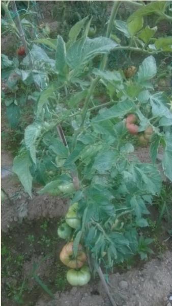 Name:  domates yaprak sararma 4- 22.08.2016.jpg
Views: 1423
Size:  33.4 KB