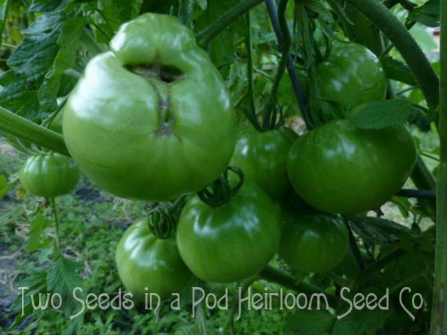 Name:  1884Purple1TSP.jpg
Views: 870
Size:  45.8 KB