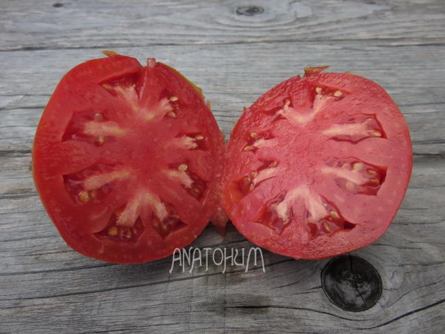 Name:  KopekHayasiTSP.jpg
Views: 3833
Size:  47.2 KB