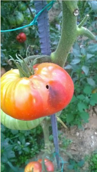 Name:  domateste delik 1- 09.09.2016.jpg
Views: 1422
Size:  31.8 KB