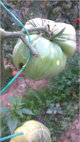 Name:  domateste delik 2- 09.09.2016.jpg
Views: 1275
Size:  32.0 KB