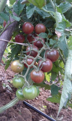 Name:  black_cherry.jpg
Views: 19098
Size:  39.8 KB