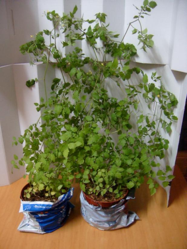 Name:  sahibinden_S7302153.jpg
Views: 4653
Size:  71.4 KB