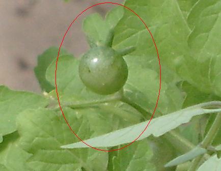 Name:  S73022350.jpg
Views: 4528
Size:  51.7 KB
