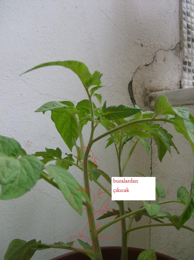 Name:  S5004063.jpg
Views: 6218
Size:  68.6 KB
