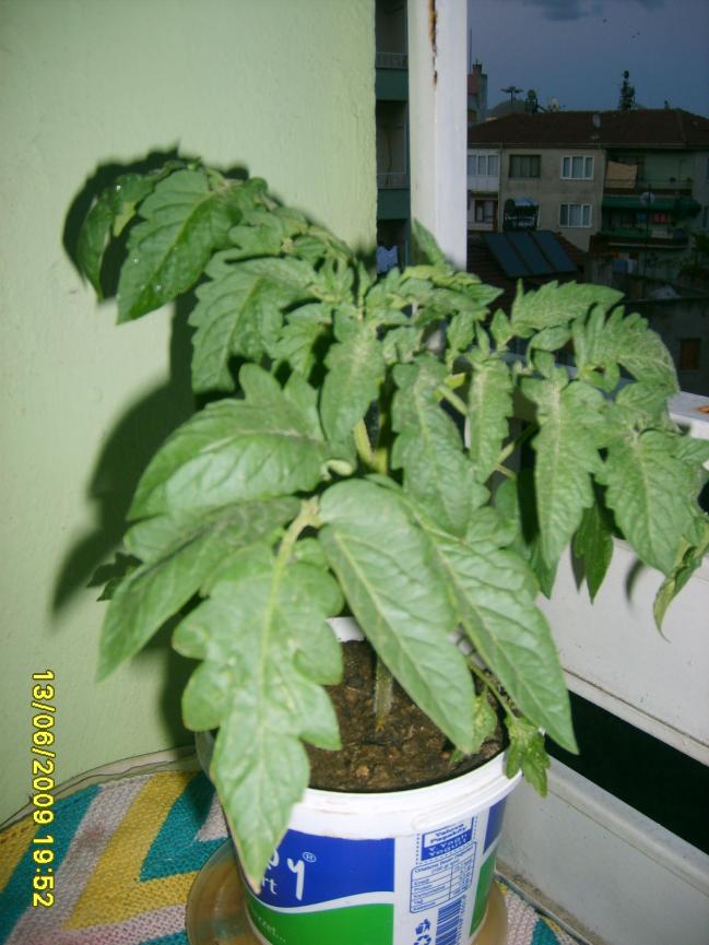 Name:  S5000007.jpg
Views: 3857
Size:  70.1 KB