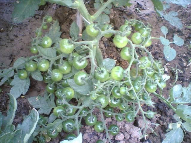 Name:  00001.jpg
Views: 2347
Size:  63.2 KB