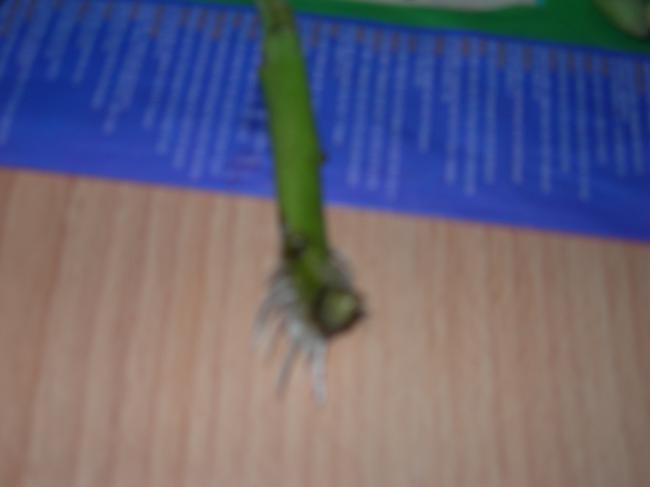 Name:  DSCN0164.jpg
Views: 33872
Size:  16.7 KB