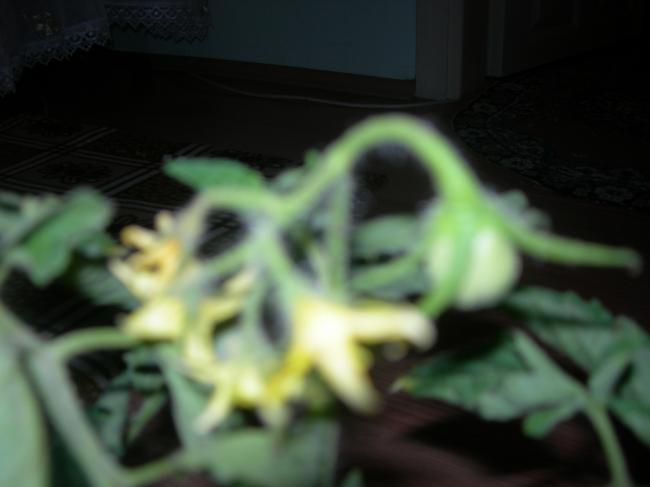 Name:  domatese dnen iek hzla bymekte..jpg
Views: 35189
Size:  24.3 KB