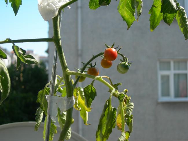 Name:  eri domateslerim kzarmaya balad.jpg
Views: 3183
Size:  38.6 KB