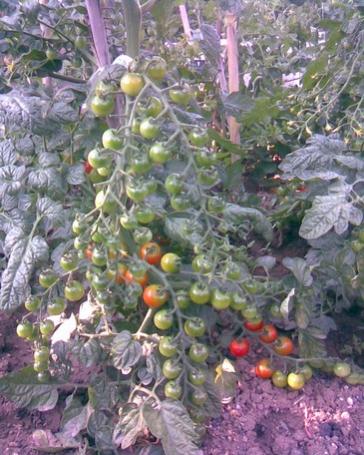 Name:  cherryler kzaryor2.jpg
Views: 2440
Size:  42.0 KB