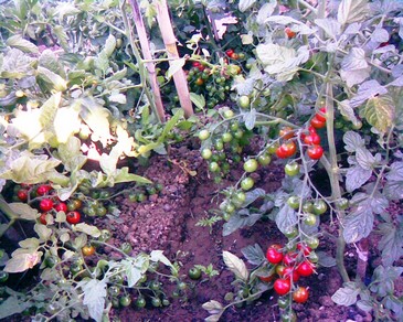 Name:  cherryler kzaryor.jpg
Views: 2443
Size:  69.0 KB