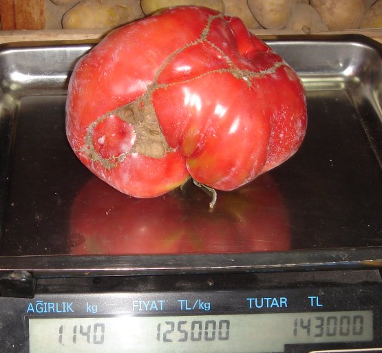 Name:  pembe.jpg
Views: 1484
Size:  56.0 KB
