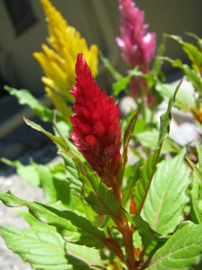 Name:  celosia.jpg
Views: 3310
Size:  43.1 KB