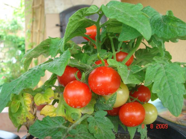 Name:  AUSTOS DSC06919.jpg
Views: 1329
Size:  50.4 KB