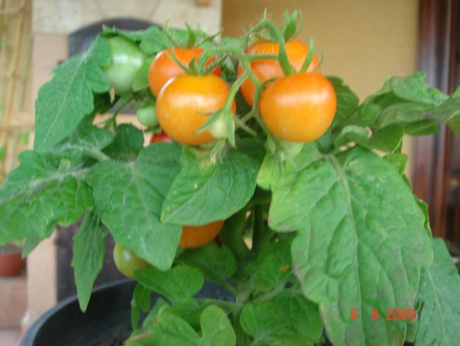 Name:  AUSTOS DSC06920.jpg
Views: 1092
Size:  36.6 KB
