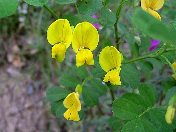 Name:  Coronilla emerus.jpg
Views: 2481
Size:  40.5 KB