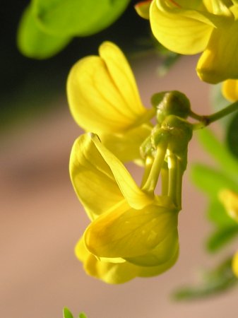 Name:  Coronilla emerus1.jpg
Views: 1741
Size:  19.3 KB