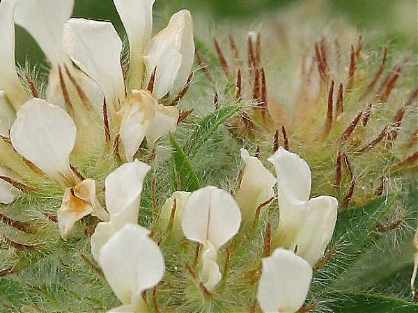 Name:  Dorycnium hirsutum1.jpg
Views: 1086
Size:  65.0 KB