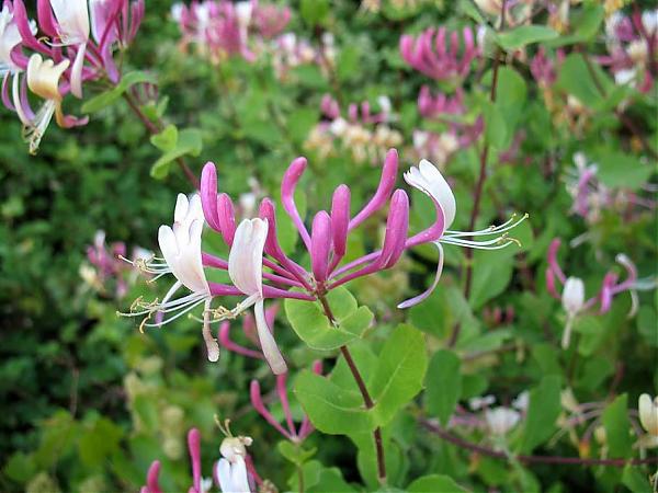 Name:  Lonicera etrusca.jpg
Views: 2557
Size:  47.7 KB