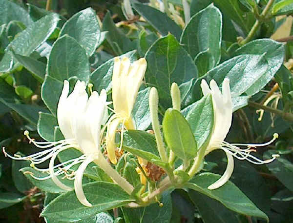 Name:  Lonicera etrusca1.jpg
Views: 4027
Size:  40.7 KB