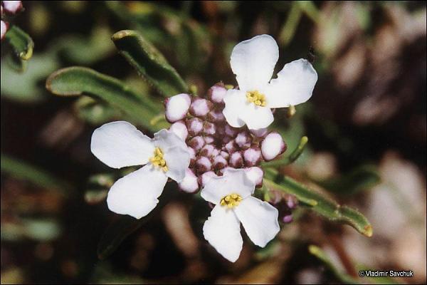 Name:  Iberis taurica1.jpg
Views: 1220
Size:  32.4 KB