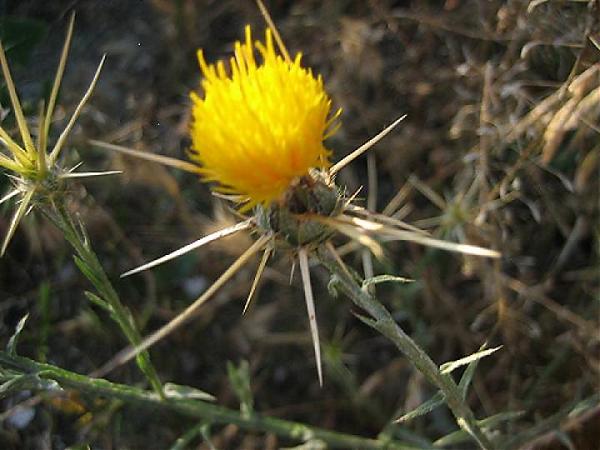 Name:  Centaurea solstitialis.jpg
Views: 3157
Size:  41.7 KB