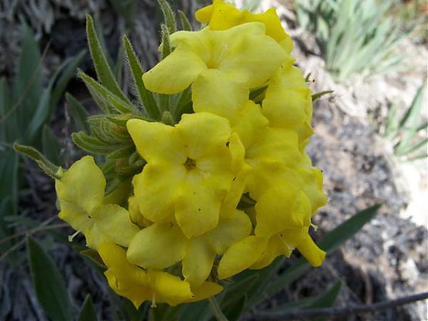 Name:  Arnebia densiflora.jpg
Views: 1980
Size:  36.2 KB