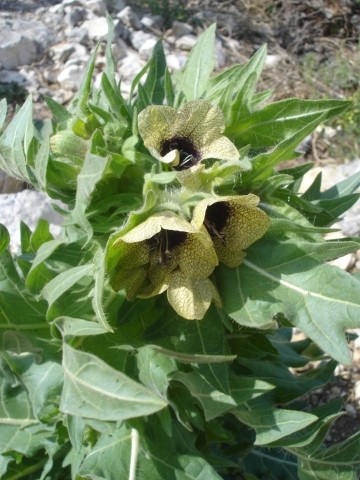 Name:  Hyoscyamus_niger.jpg
Views: 3512
Size:  59.8 KB