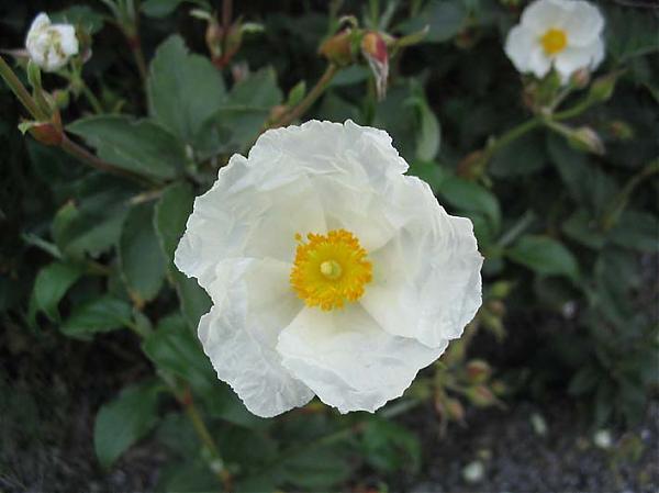 Name:  Cistus laurifolius.jpg
Views: 2176
Size:  30.1 KB