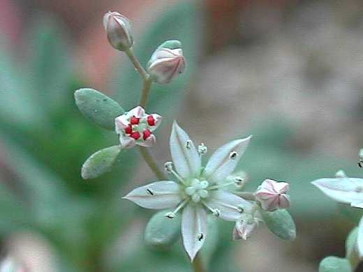 Name:  sedum caricum.JPG
Views: 853
Size:  65.1 KB