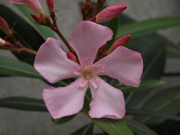 Name:  Nerium oleander1.jpg
Views: 3729
Size:  27.3 KB