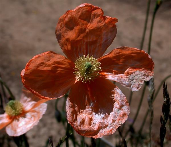 Name:  Papaver apokrinomenon.jpg
Views: 990
Size:  44.5 KB