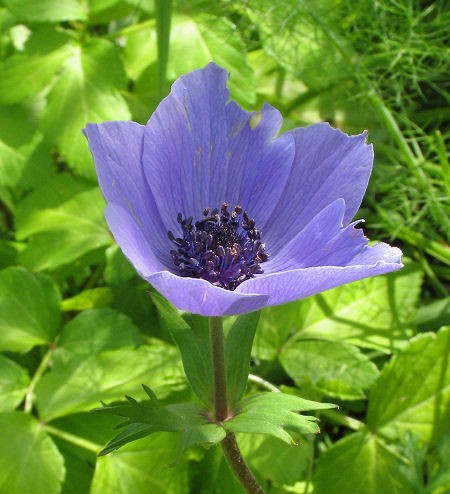 Name:  Anemone_Coronaria.jpg
Views: 7971
Size:  59.8 KB