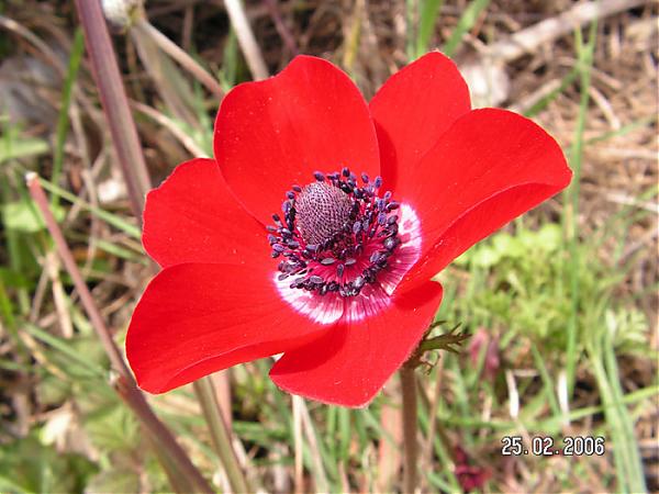 Name:  A.coronaria.jpg
Views: 6359
Size:  47.6 KB